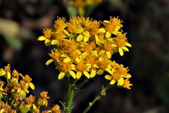 Jacobaea adonidifolia