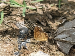 Phyciodes graphica