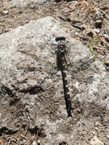Black Petaltail photo 5