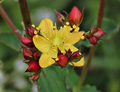 Hypericum undulatum