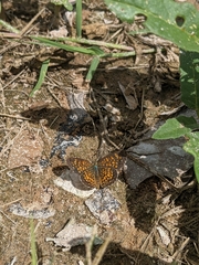 Phyciodes graphica