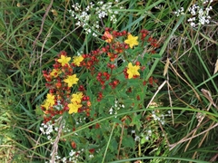 Hypericum undulatum