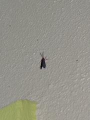Acoloithus falsarius