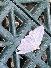 Idaea tacturata