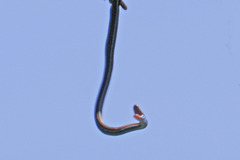 Thamnophis sirtalis tetrataenia