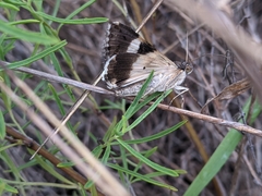 Melipotis perpendicularis