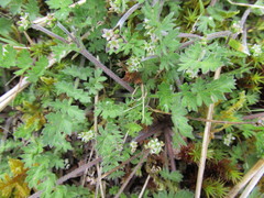 Chaerophyllum colensoi