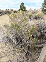 Chrysothamnus greenei