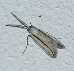 Doryodes tenuistriga