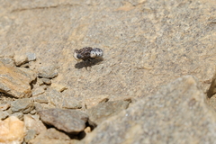 Oestridae