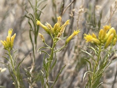 Chrysothamnus greenei