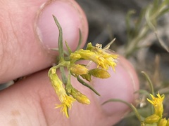 Chrysothamnus greenei