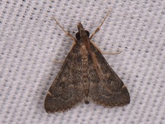 Steniodes declivalis