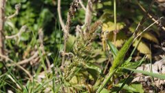 Polypogon interruptus
