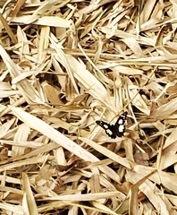 Oxeoschistus tauropolis tauropolis