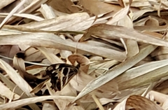 Oxeoschistus tauropolis tauropolis