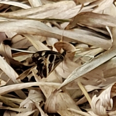 Oxeoschistus tauropolis tauropolis