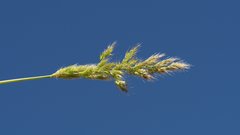 Polypogon interruptus