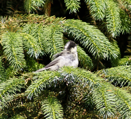 Periparus ater