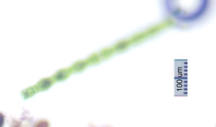 Pleurotaenium constrictum