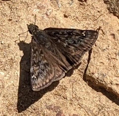 Erynnis meridianus