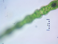 Pleurotaenium constrictum