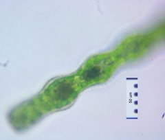 Pleurotaenium constrictum