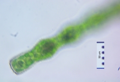 Pleurotaenium constrictum