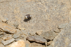Oestridae
