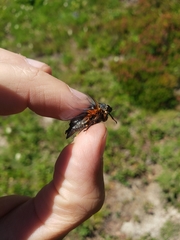 Okanagana occidentalis