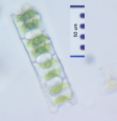Desmidium baileyi