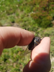 Okanagana occidentalis