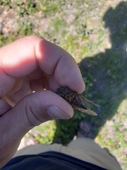 Okanagana occidentalis