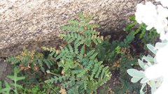 Pentagramma triangularis triangularis