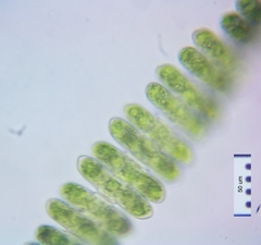 Spondylosium pulchrum