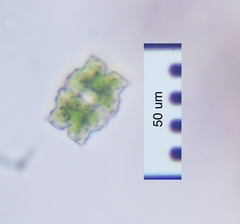 Euastrum denticulatum