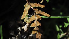 Pentagramma triangularis triangularis