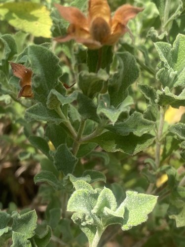 photo of Hoary Rock-rose (Cistus creticus)