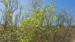 Populus fremontii fremontii