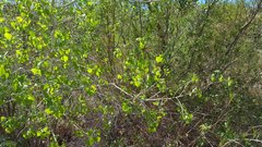 Populus fremontii fremontii