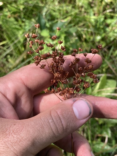Juncus marginatus iNat (2)