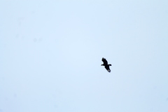 Caracara plancus