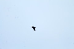 Caracara plancus