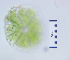 Micrasterias conferta