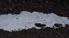 Chlamydomonas nivalis