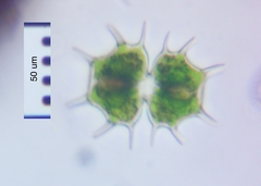 Xanthidium cristatum