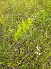 Desmodium sessilifolium