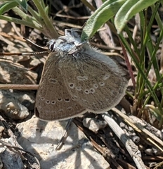 Satyrium semiluna