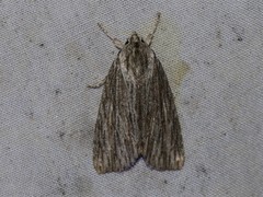 Acronicta lithospila