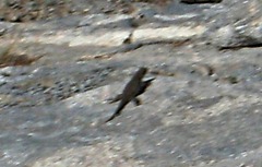 Sceloporus occidentalis taylori